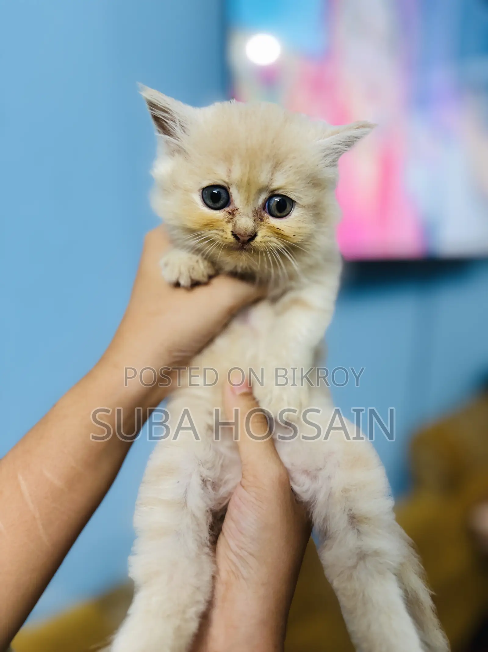 ১-৩ মাসের ফিমেল পিওরব্রেড পারসিয়ান