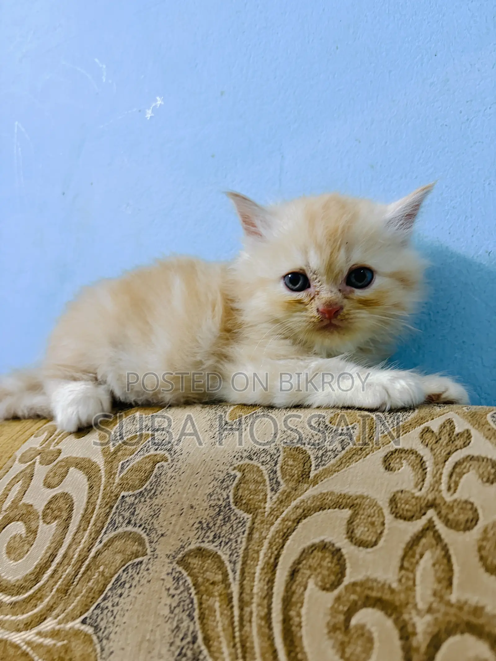 ১-৩ মাসের ফিমেল পিওরব্রেড পারসিয়ান