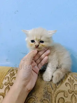 ১-৩ মাসের ফিমেল পিওরব্রেড পারসিয়ান