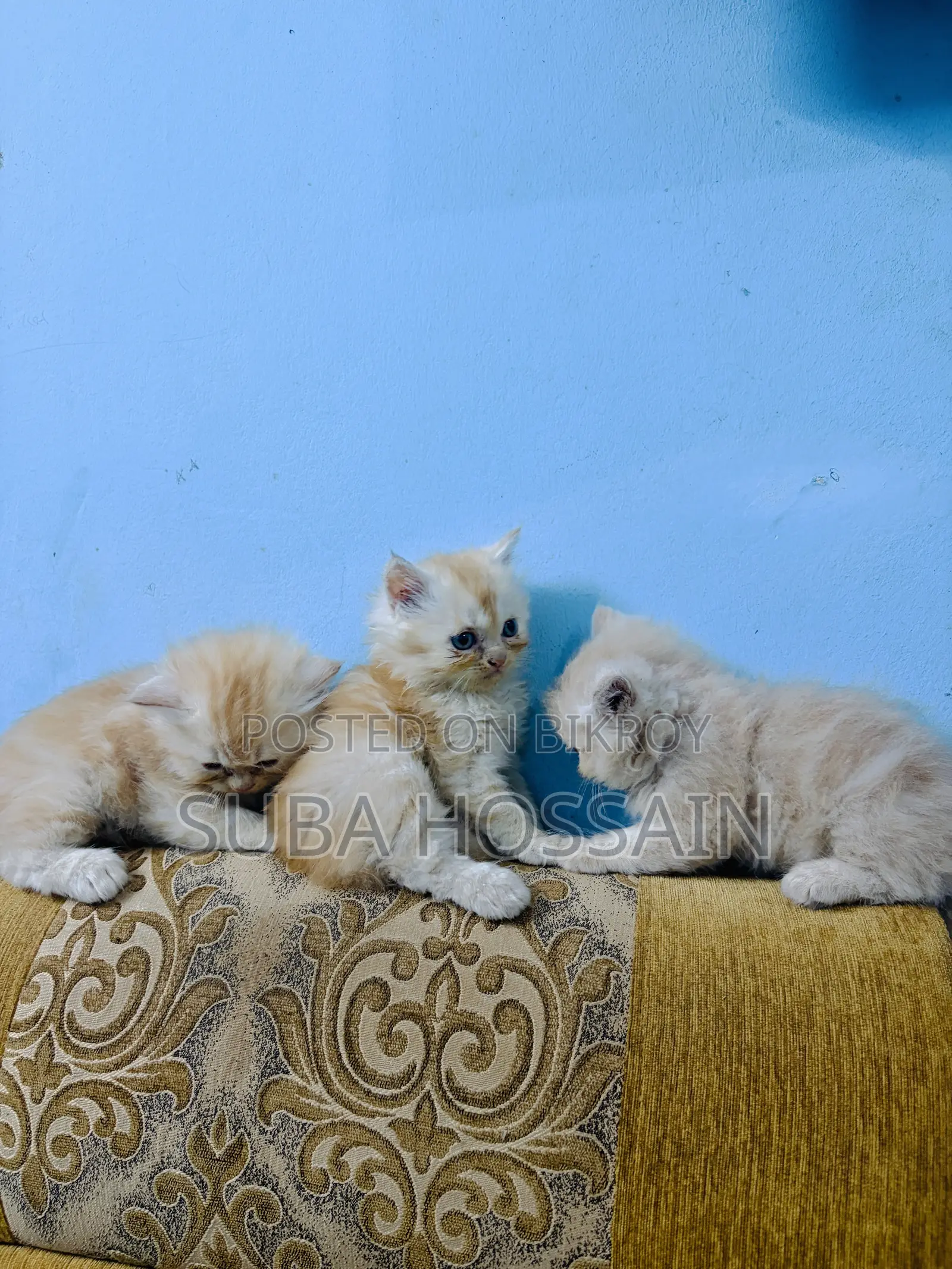 ১-৩ মাসের ফিমেল পিওরব্রেড পারসিয়ান