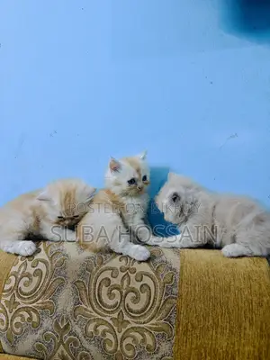 ১-৩ মাসের ফিমেল পিওরব্রেড পারসিয়ান