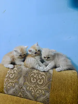 ১-৩ মাসের ফিমেল পিওরব্রেড পারসিয়ান