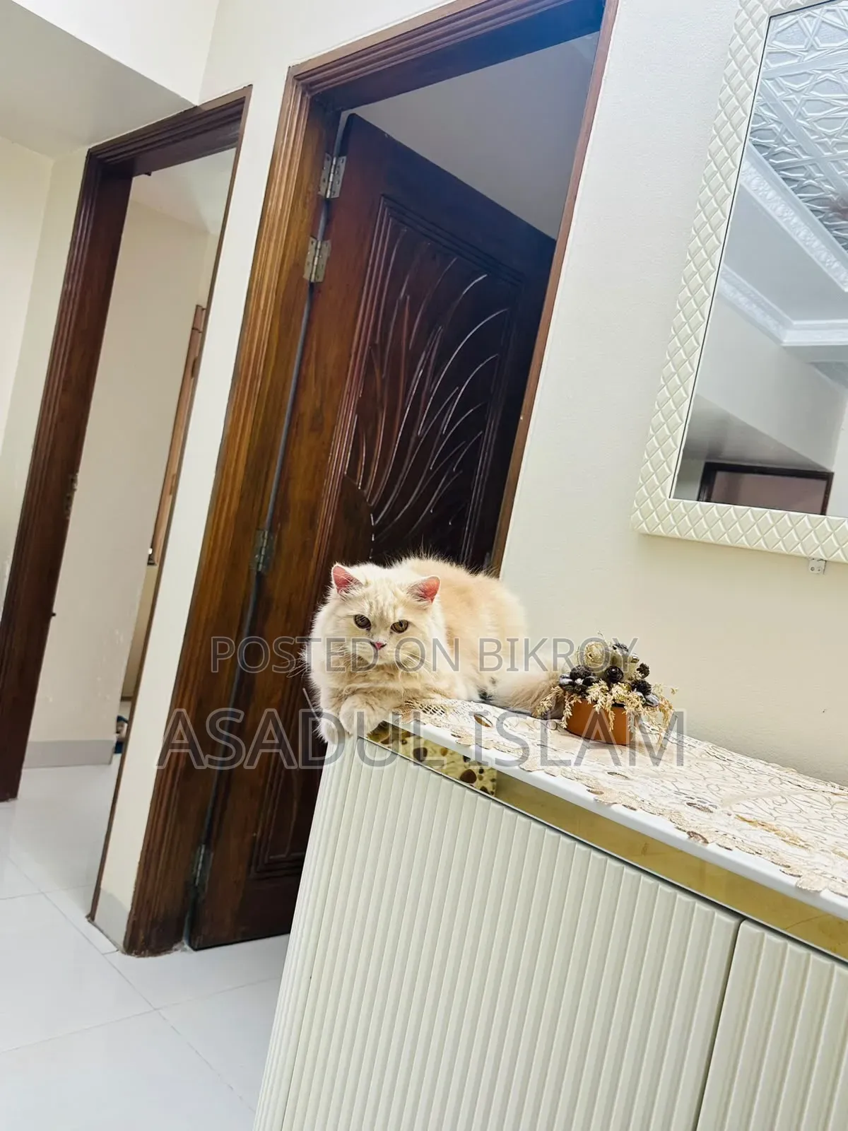3-6 Months Male Purebred Persian