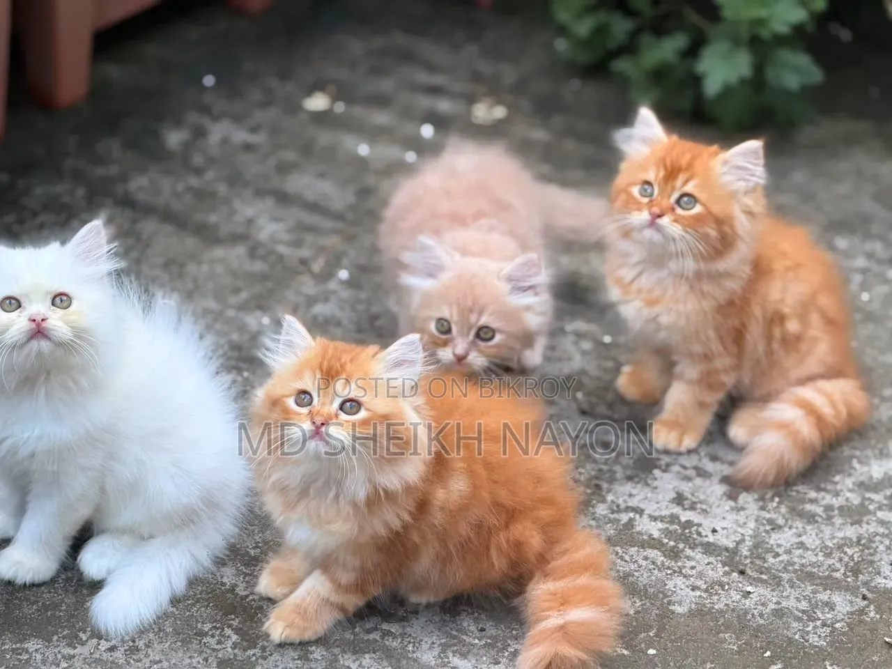 1-3 months Male Purebred Persian