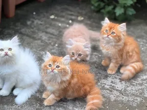 1-3 months Male Purebred Persian
