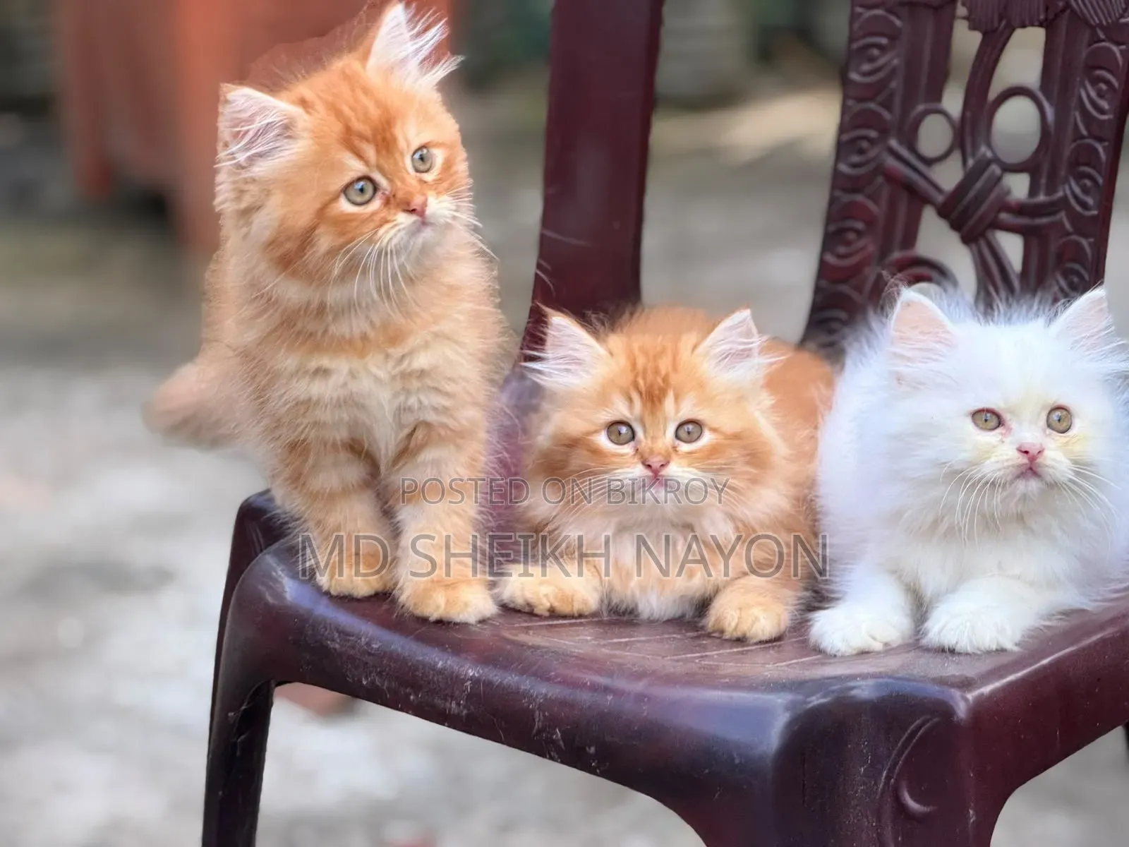 1-3 months Male Purebred Persian