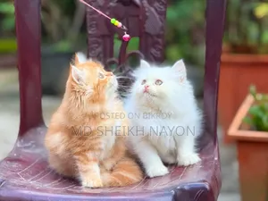 1-3 months Male Purebred Persian