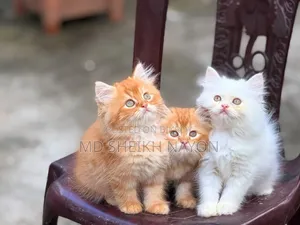 1-3 months Male Purebred Persian