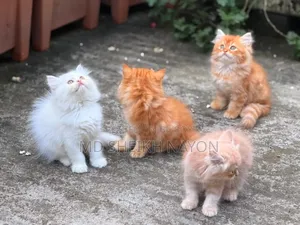 1-3 months Male Purebred Persian