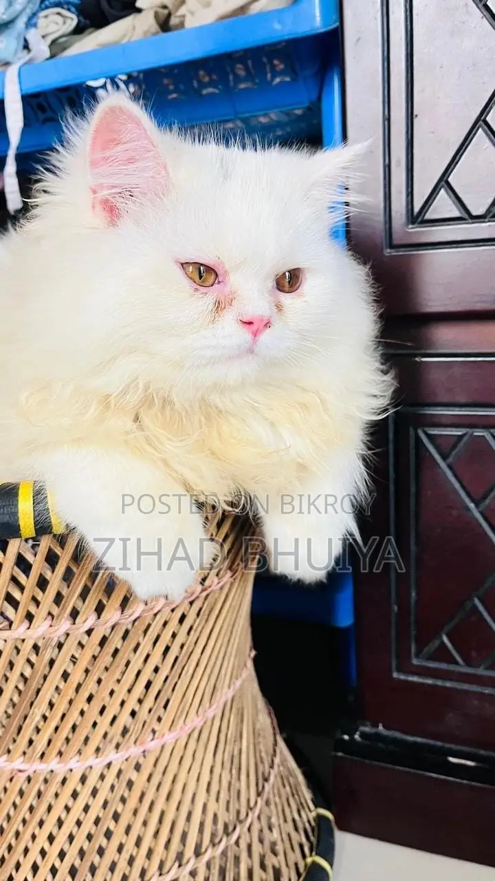 6-12 months Male Purebred Persian