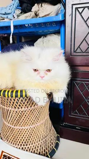 6-12 months Male Purebred Persian