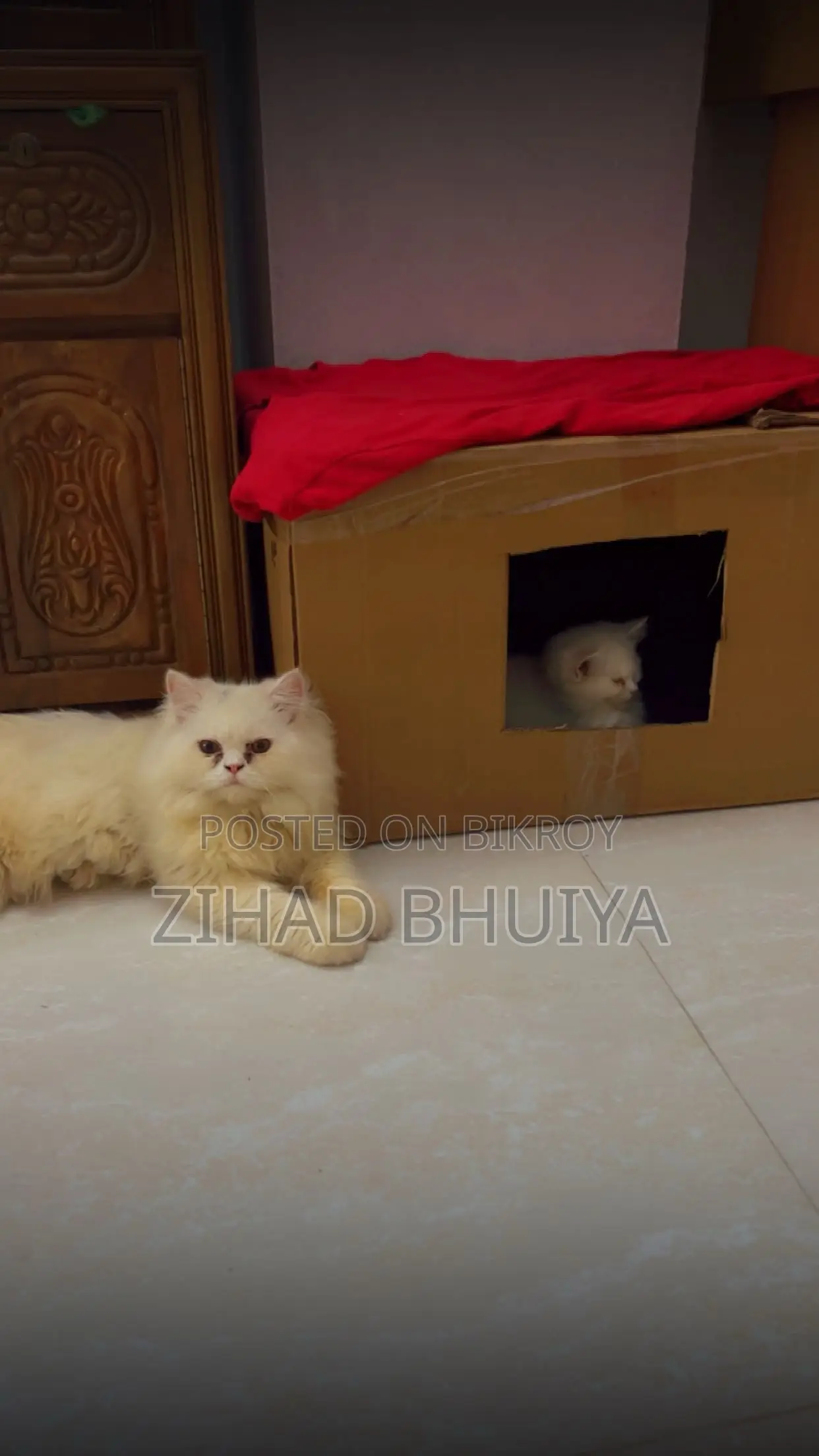 6-12 months Male Purebred Persian