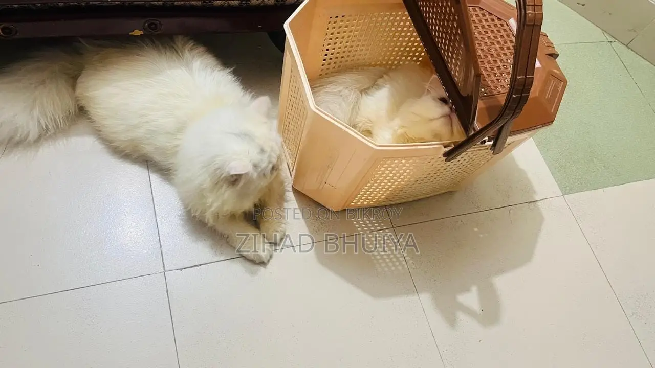 6-12 months Male Purebred Persian
