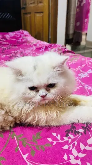 6-12 months Male Purebred Persian