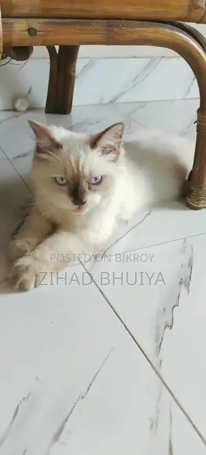 ৩-৬ মাসের পুরুষ খাঁটি হিমালয়ান
