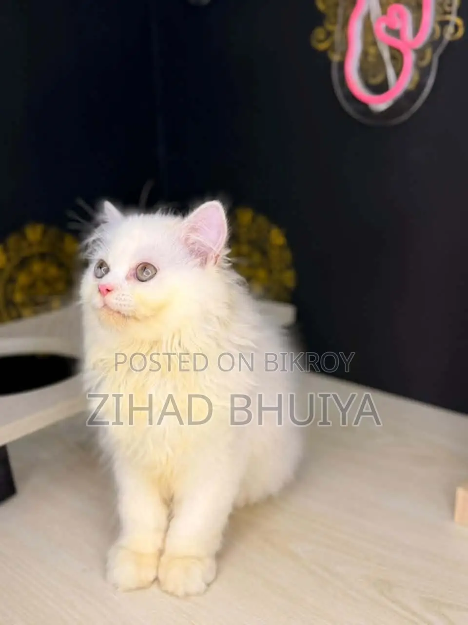 3-6 Months Male Purebred Persian