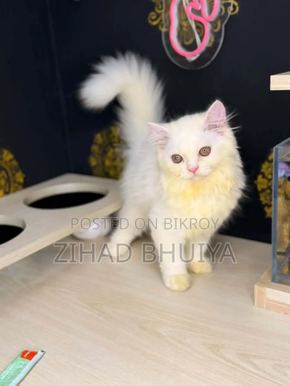3-6 Months Male Purebred Persian