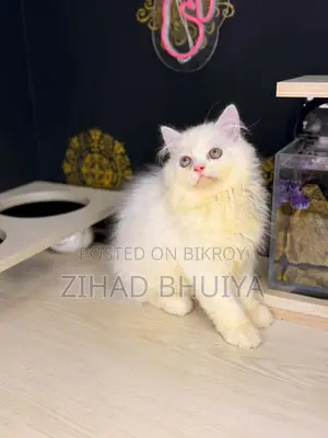 3-6 Months Male Purebred Persian