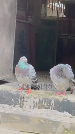 Racer Pigeon