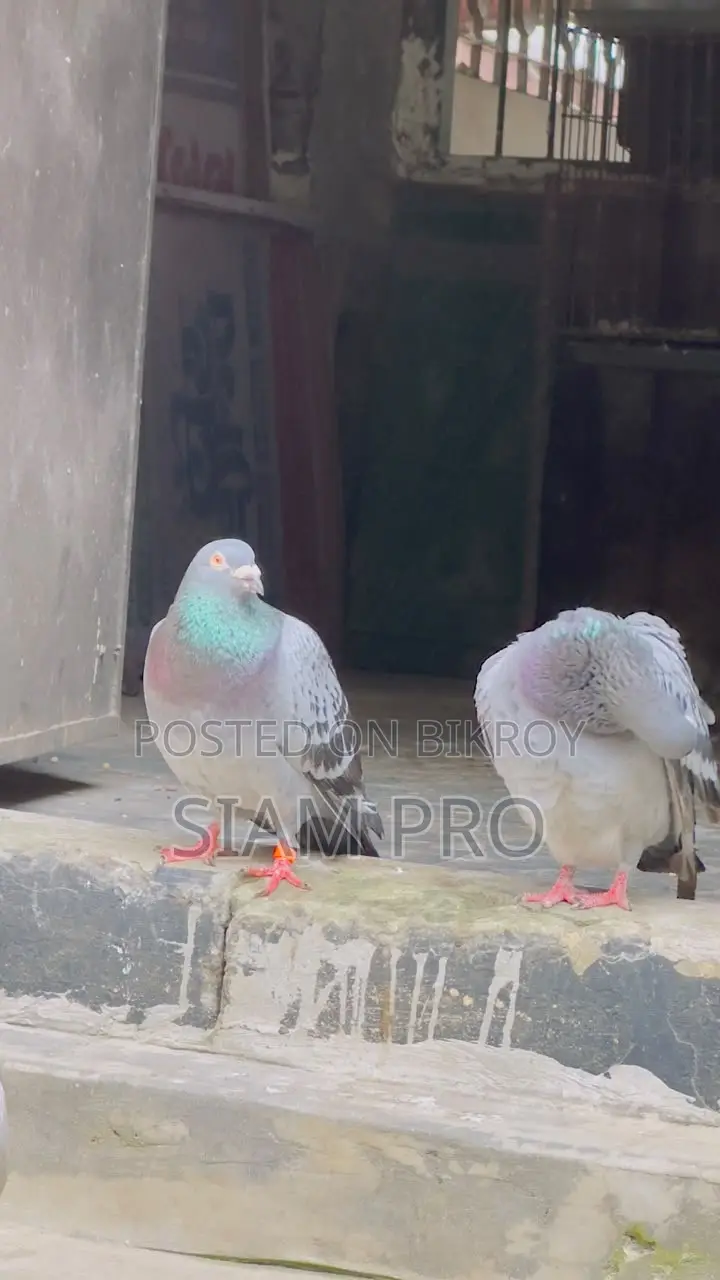 Racer Pigeon