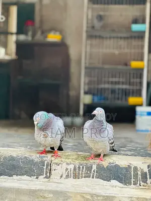 Racer Pigeon