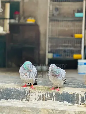 Racer Pigeon