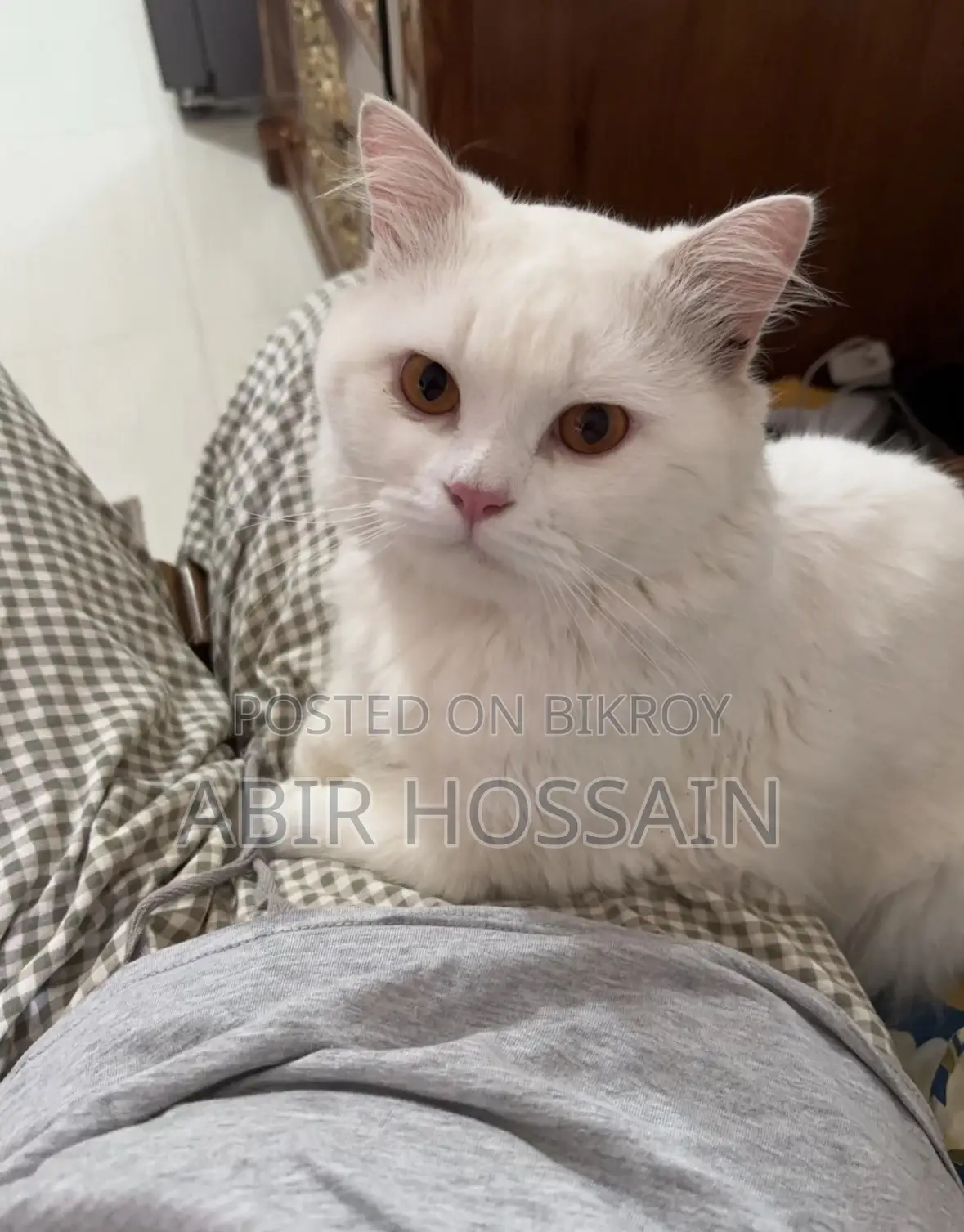 1+ year Male Purebred Persian