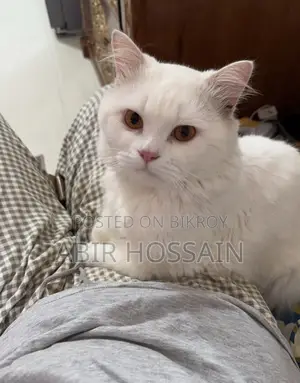 1+ year Male Purebred Persian