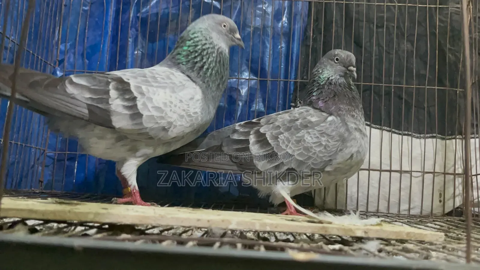 পুরান জাতের বাঘা রানিং পেয়ার বাচ্চা আর ডিম সহ