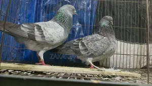 পুরান জাতের বাঘা রানিং পেয়ার বাচ্চা আর ডিম সহ