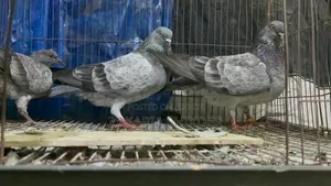 পুরান জাতের বাঘা রানিং পেয়ার বাচ্চা আর ডিম সহ