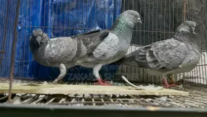 পুরান জাতের বাঘা রানিং পেয়ার বাচ্চা আর ডিম সহ