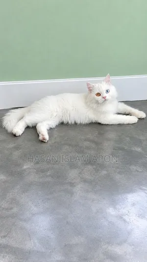 6-12 months Male Purebred Persian
