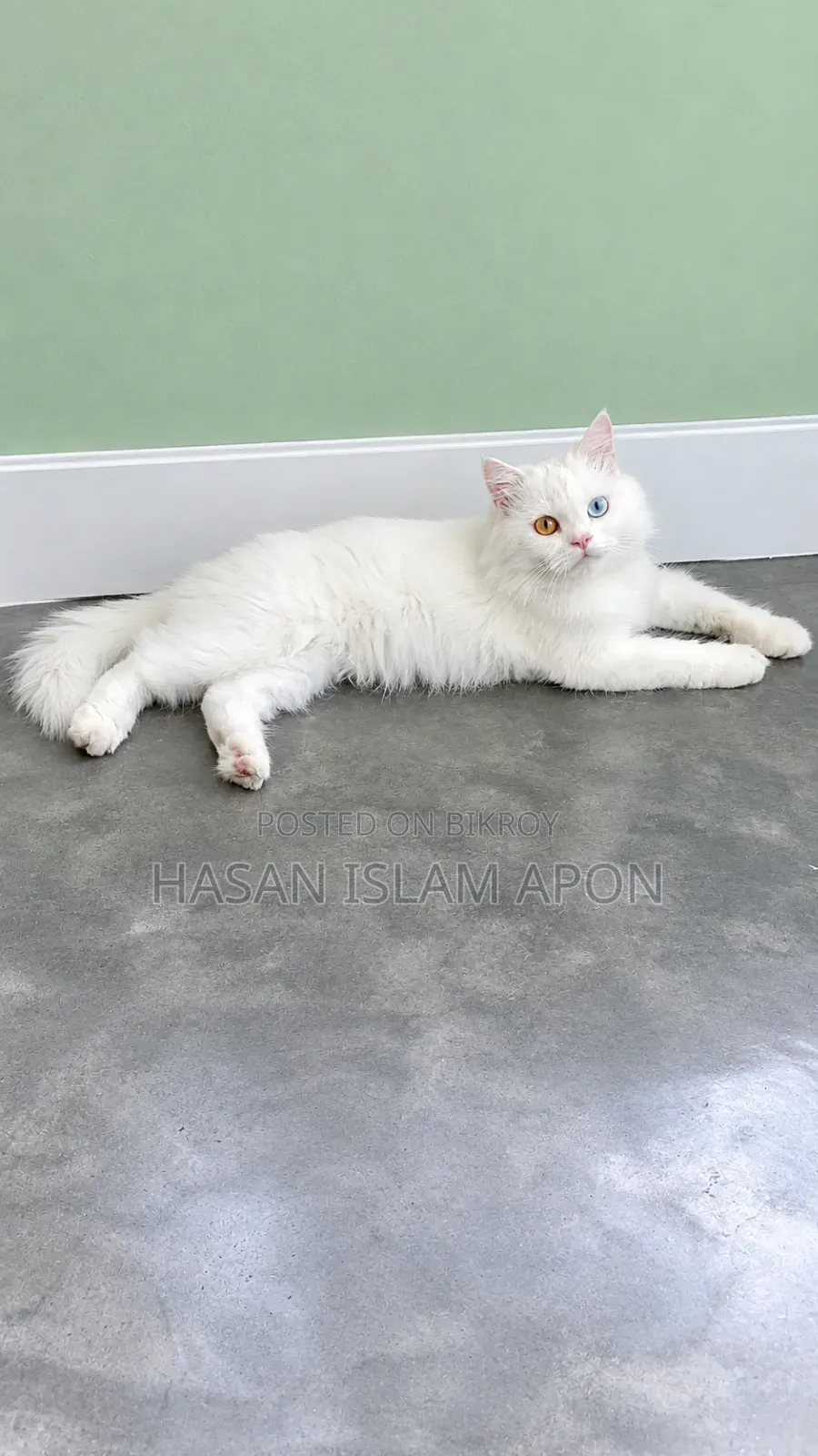 6-12 months Male Purebred Persian