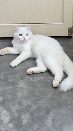 6-12 months Male Purebred Persian