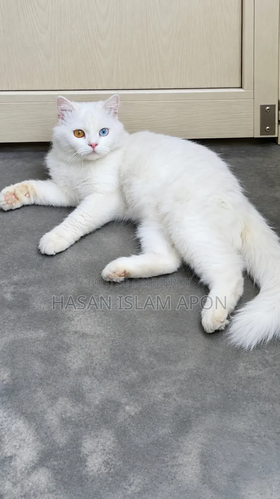 6-12 months Male Purebred Persian