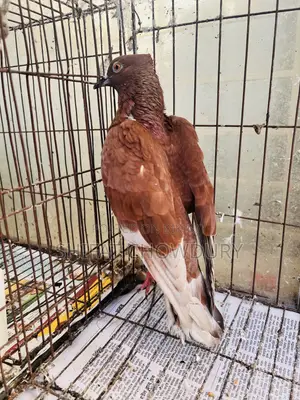 কবুতর বিক্র হবে