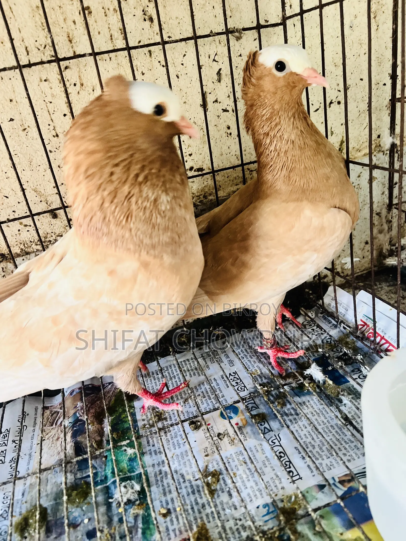 কবুতর বিক্র হবে