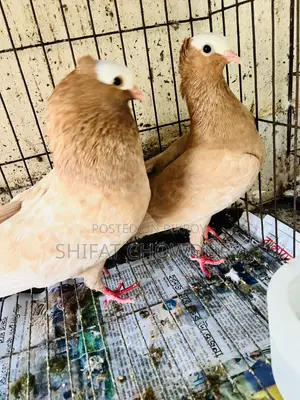 কবুতর বিক্র হবে