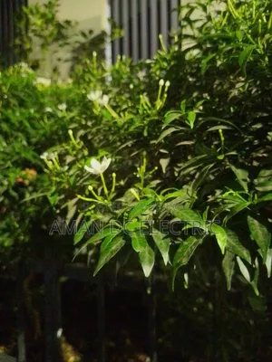 Itel S23 ১২৮ জিবি নীল
