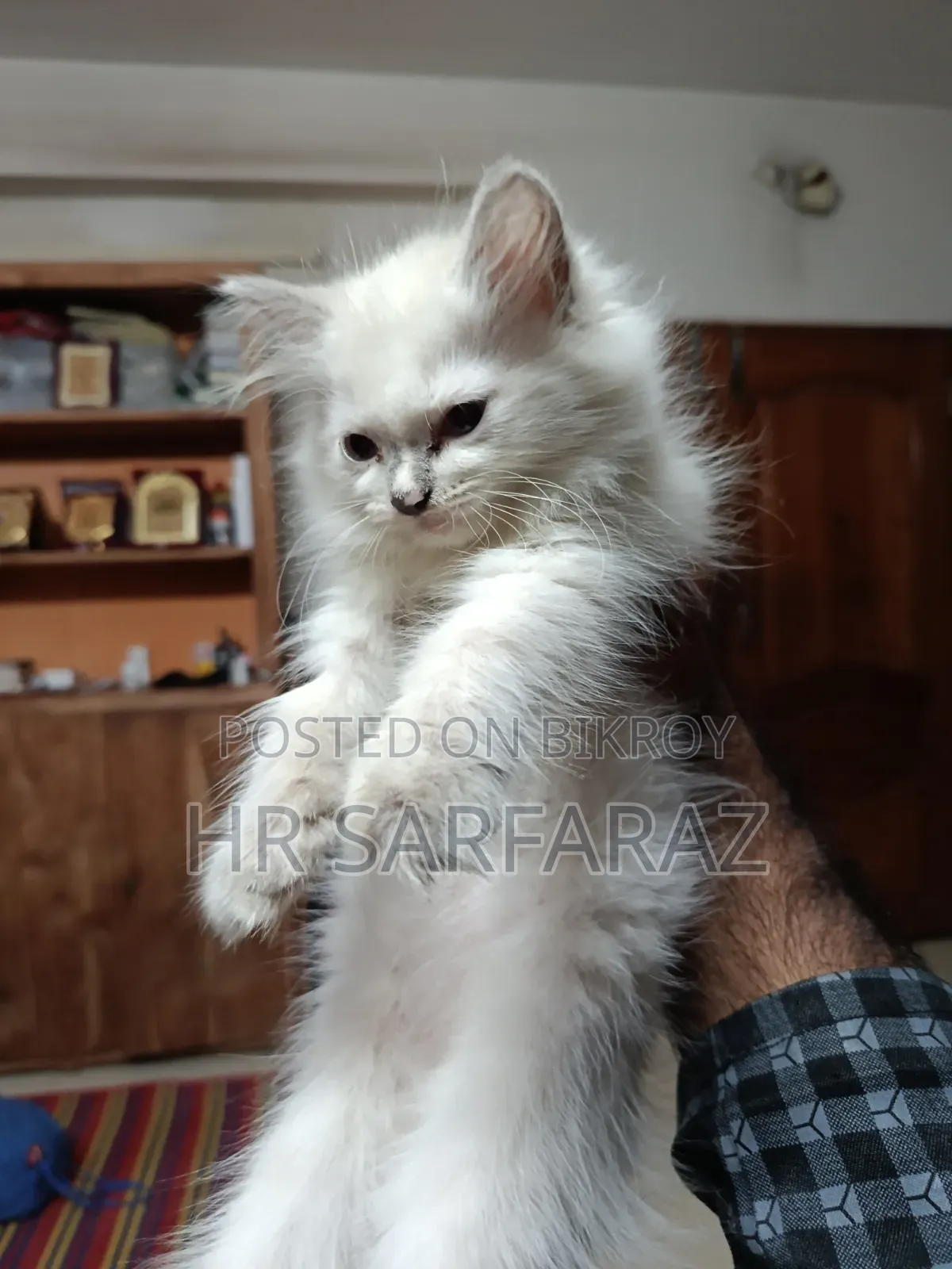 1 to 3 months Female Purebred Persian