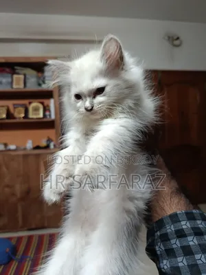1 to 3 months Female Purebred Persian