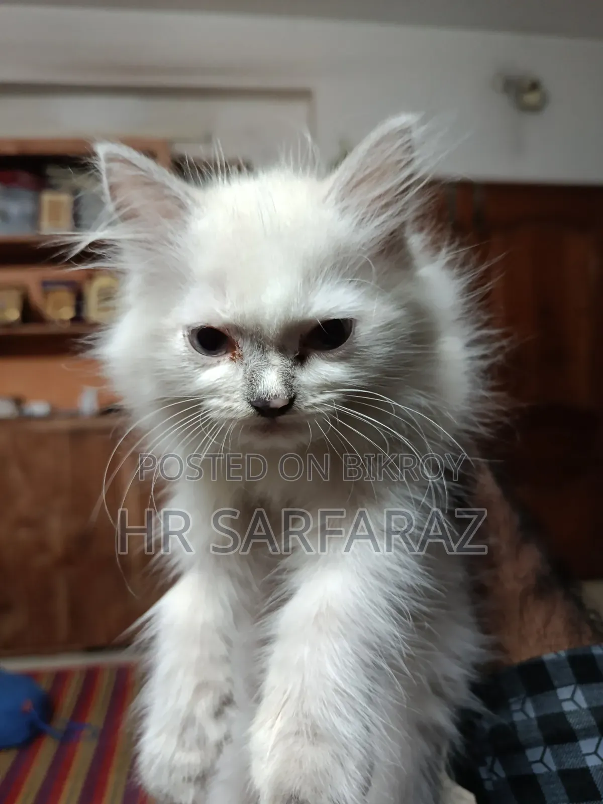 1 to 3 months Female Purebred Persian
