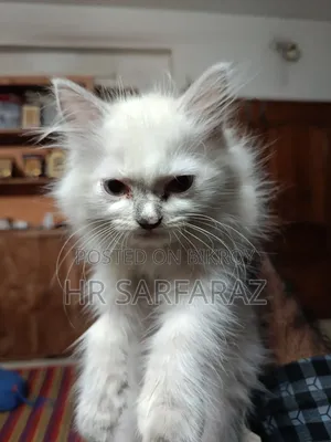 1 to 3 months Female Purebred Persian