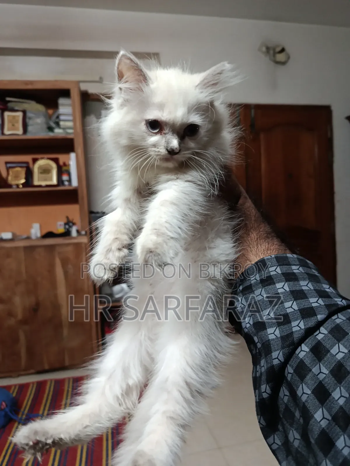 1 to 3 months Female Purebred Persian
