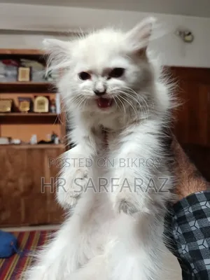1 to 3 months Female Purebred Persian