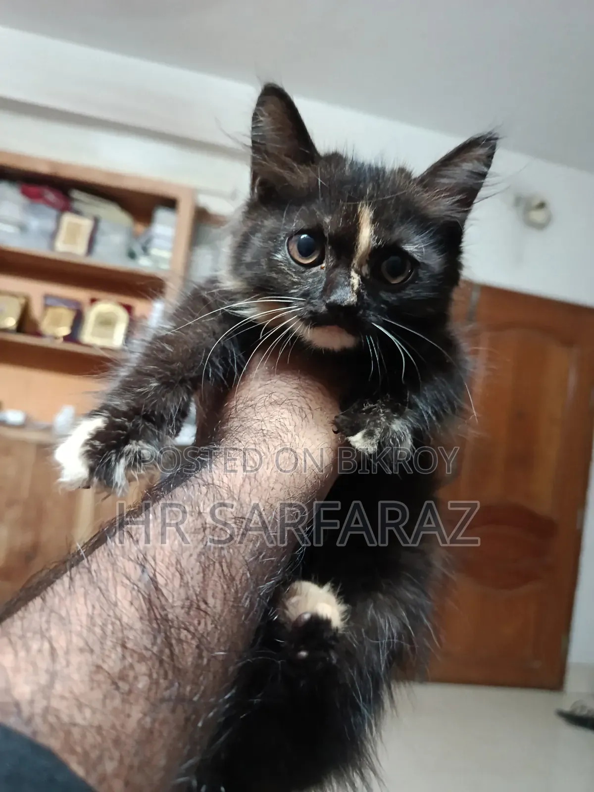 1-3 months Female Purebred Persian