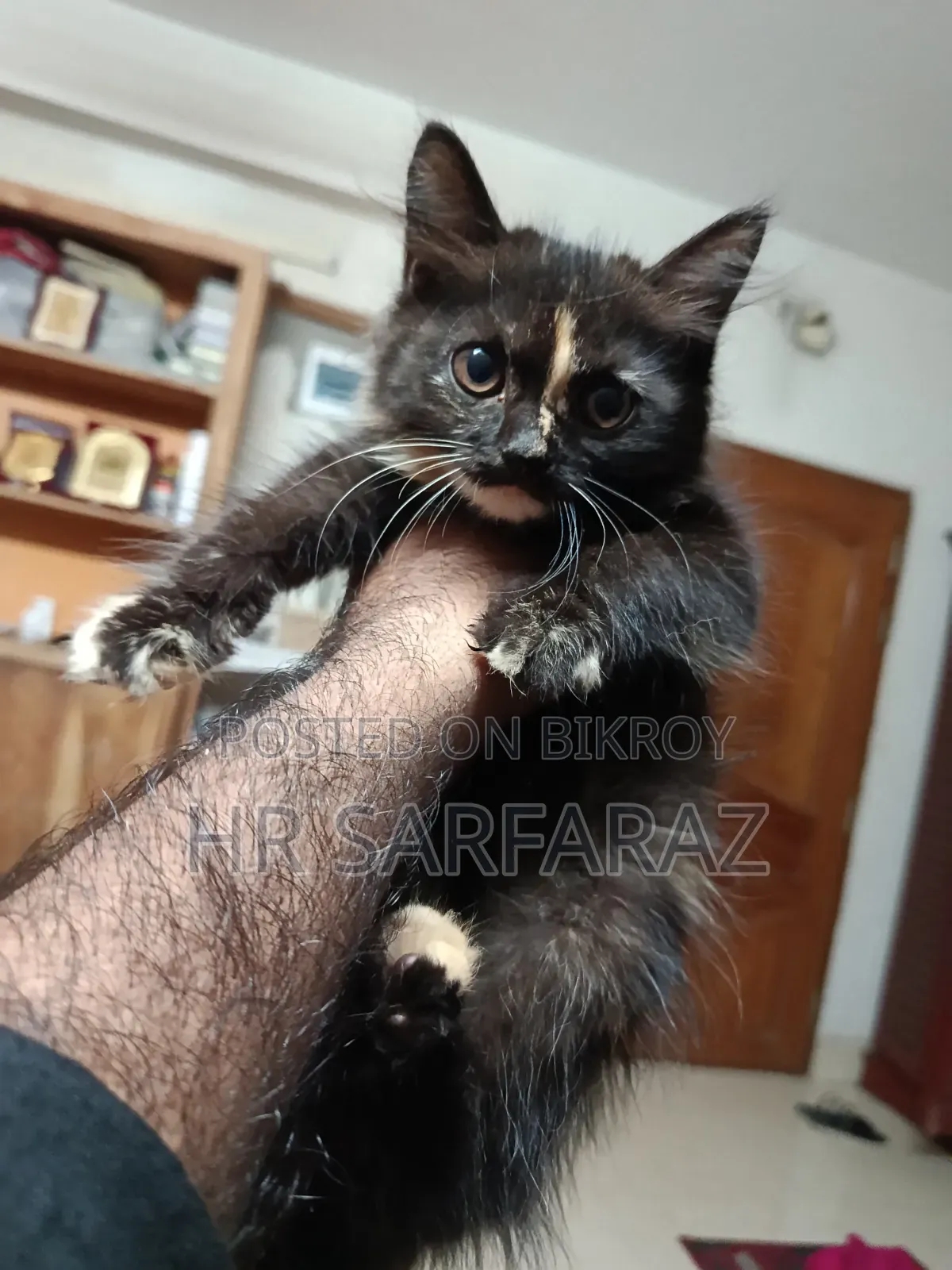 1-3 months Female Purebred Persian