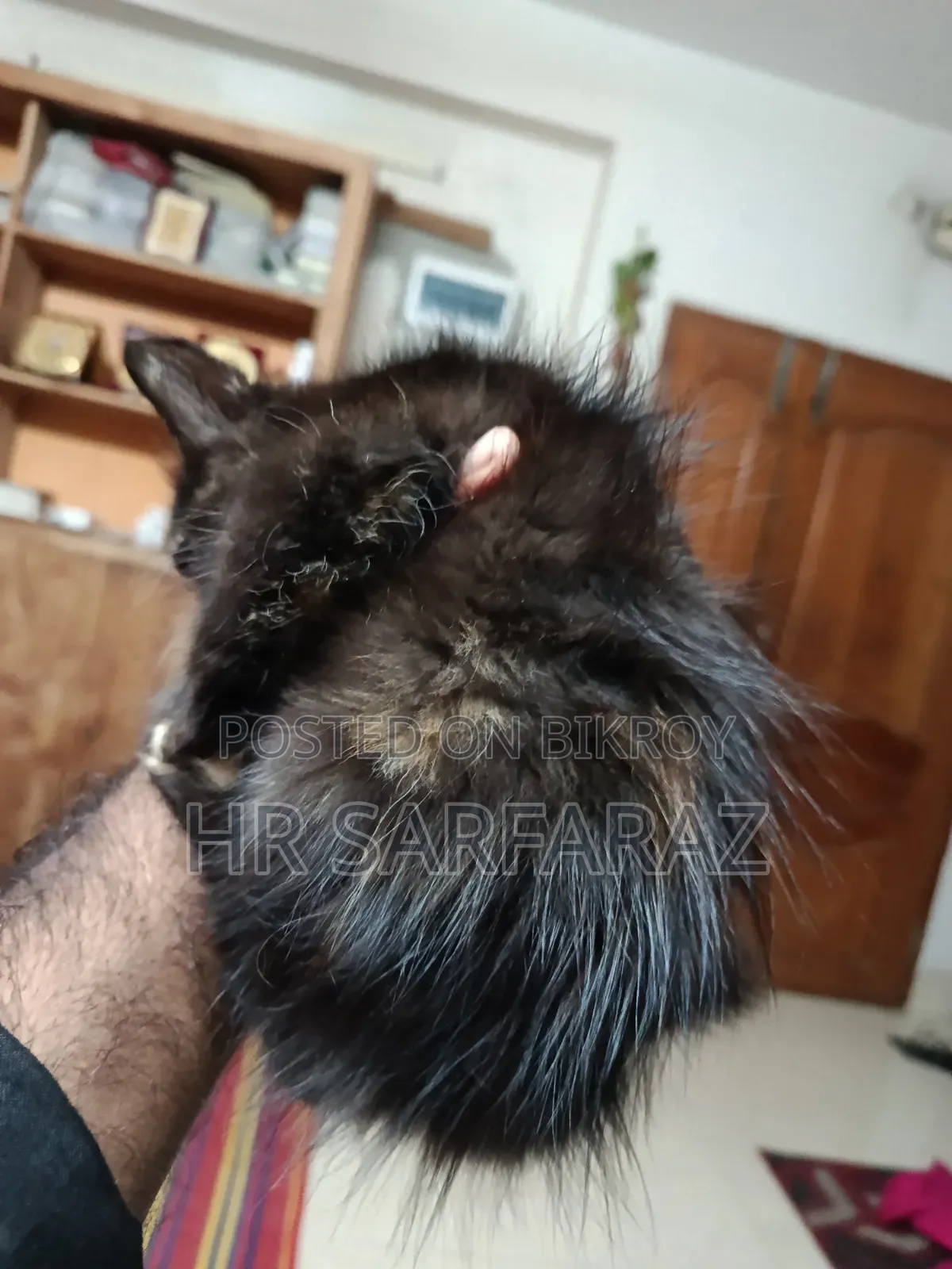 1-3 months Female Purebred Persian