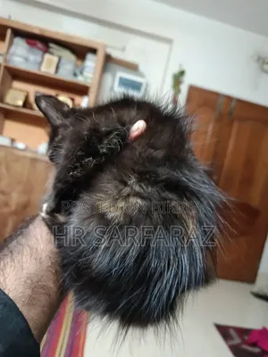 1-3 months Female Purebred Persian